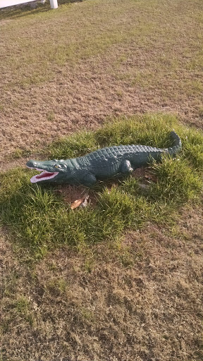 Gator in the Grass