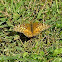 Variegated Fritillary