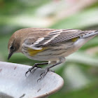 Yellow-rumped Warbler