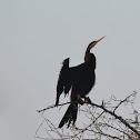Indian Darter