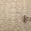 Surf Scoter (hen)