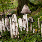 Shaggy ink cap