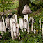 Shaggy ink cap