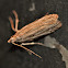 Moth