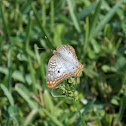 White Peacock Butterfly