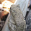 Eastern Gray Tree Frog?