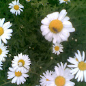 Daisy
