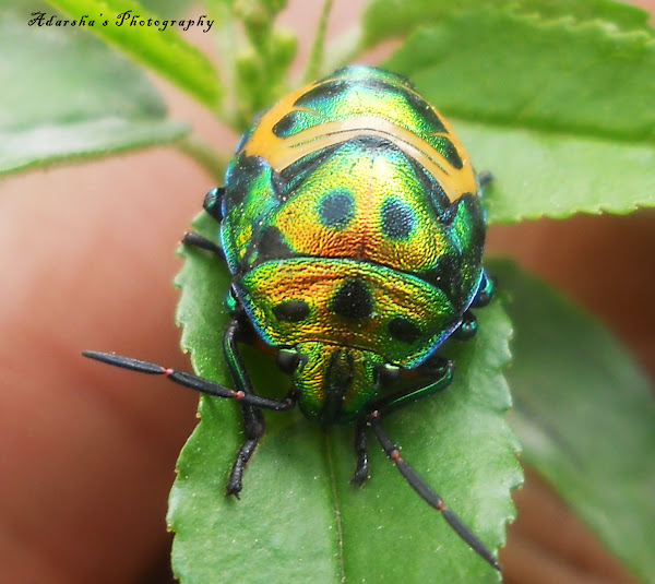 Jewel Bug Nymph | Project Noah