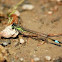 Rambur's Forktail