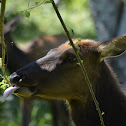 Elk
