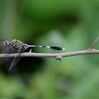 Green Marsh Hawk 