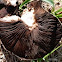 Field mushroom