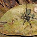 Harvestman