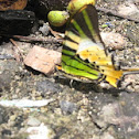 Five Bar Swordtail