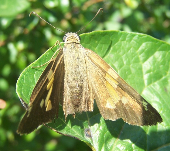 Silver-spotted Skipper