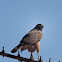 Gaviao Carijo