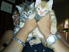Doy Bellos Gatitos En Adopcion  No Vendo Mascotas