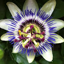 Blue Passion Flower