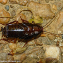 Wood roach (nymph)