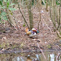 Mandarin Duck