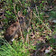 cotton tail rabbit