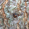 Multicolored Asian Ladybeetle, (pupa).
