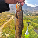 Greenback Cutthroat Trout