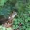 Douglas Squirrel