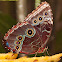 Morpho Butterfly