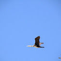 Great Cormorant