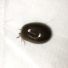 Tick