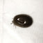 Tick
