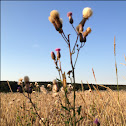 Distel