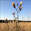 Distel