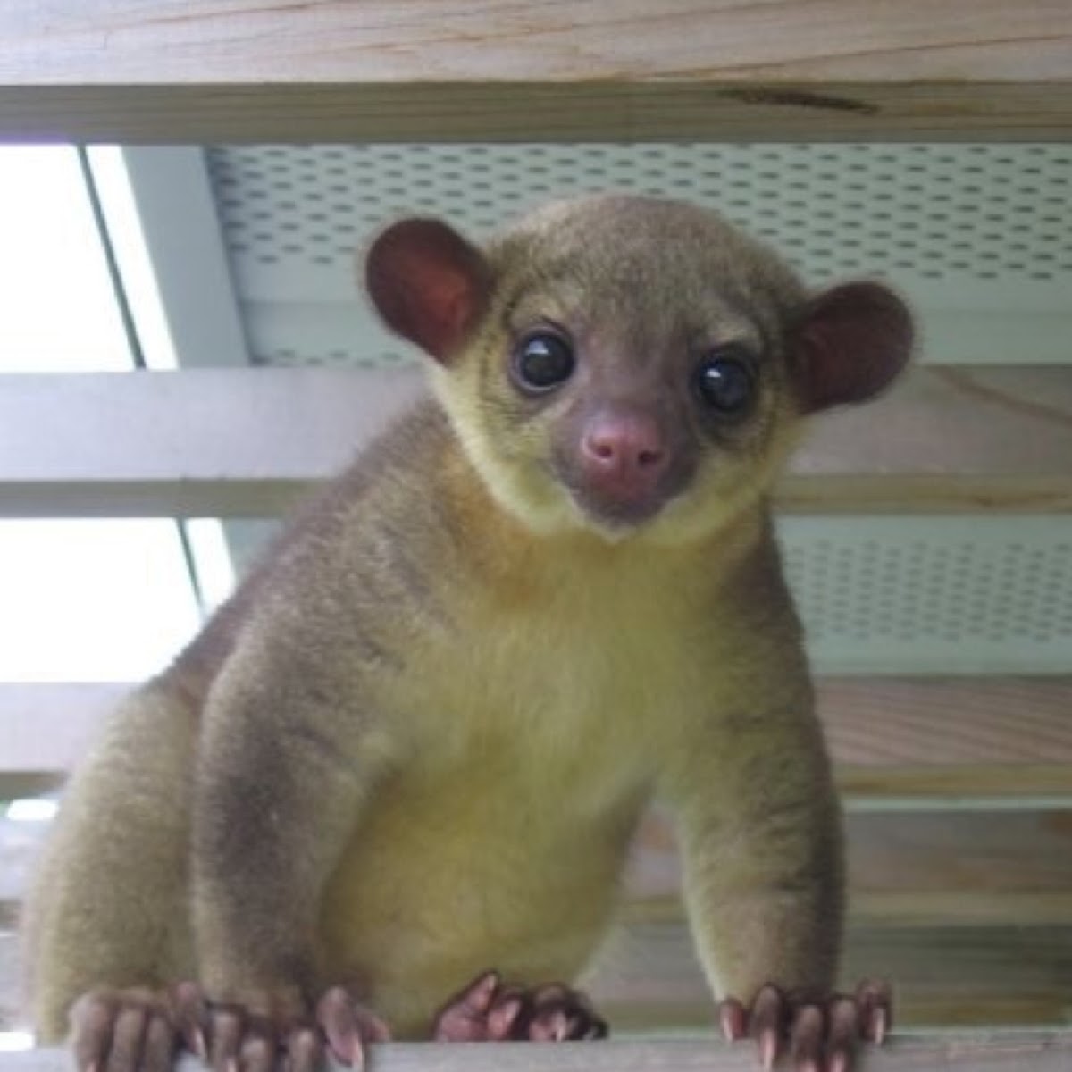 Kinkajou