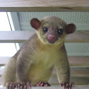 Kinkajou