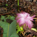 Wild Tumeric
