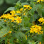 Florecilla