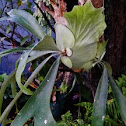 Elkhorn Fern