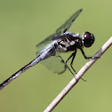 Bar-winged Skimmer