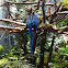 Blue macaw