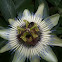 Passiflora