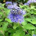 Blue Mist Shrub (hint of gold)