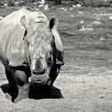 Rhinoceros