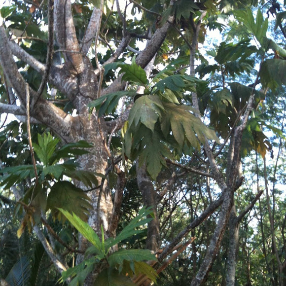 Spotting Image 1
