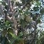 Artocarpus mariannensis