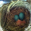 American Robin