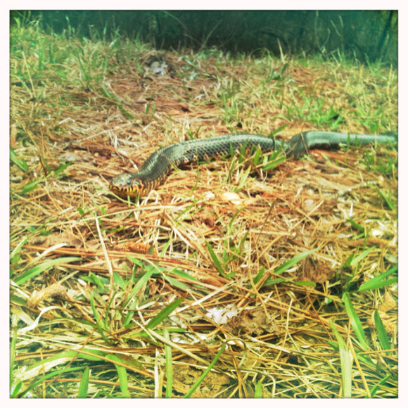 Spotting Image 1