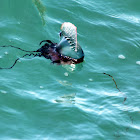 Portuguese Man-of-War