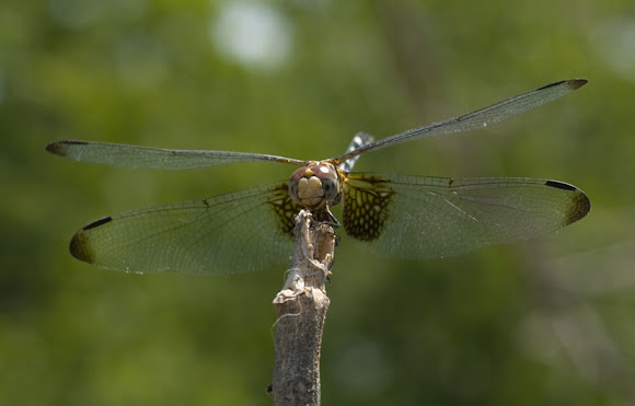 Spotting Image 1